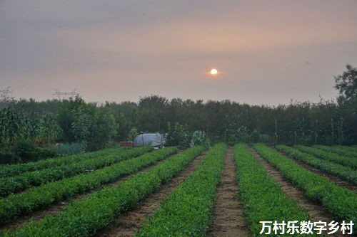 【策论】如何突破重围？“数字乡村”发展的困境与出路