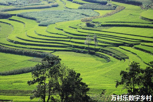 数字乡村建设方案：农村基础设施的数字化升级