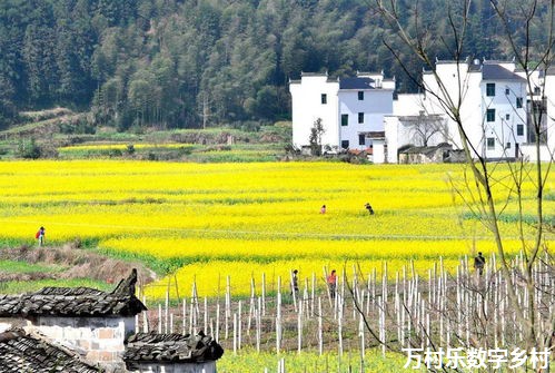 乡村振兴战略中的农村中医药事业发展：产业振兴与市场拓展之路