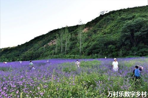 农业振兴与乡村持续发展指南：农村继续教育下的全方位产业提升