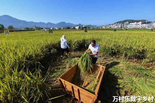 农村集体经济在乡村振兴中的地位与作用：探索乡村振兴的新路径