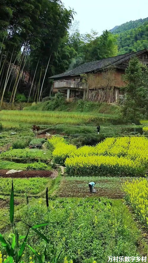 【策论】如何突破重围？“数字乡村”发展的困境与出路