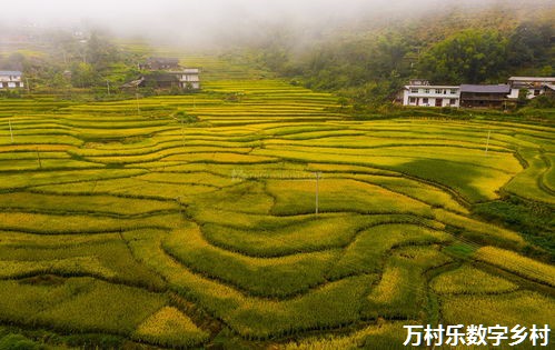 企业风采;“云上辽宁 乘势而起”系列之一｜辽宁移动助力大定堡乡走出乡村“智”理新路“数”