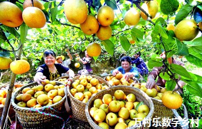 为乡村振兴装上“数字引擎”——重庆大力推进数字乡村建设