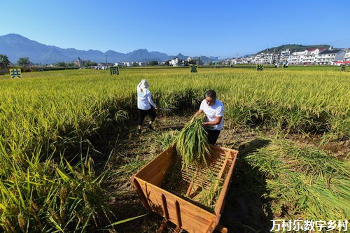 农产品品牌塑造之路：现状分析、关键因素、市场定位与推广策略及未来发展展望